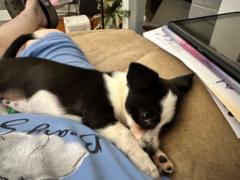 Barbara Whitescarver