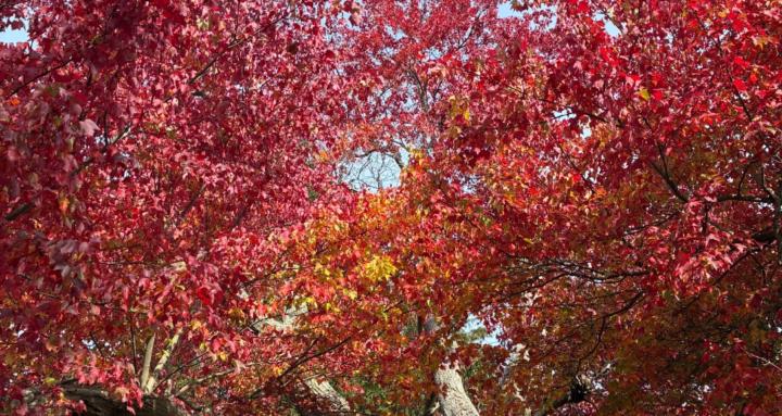 Earth Sage Sanctuary