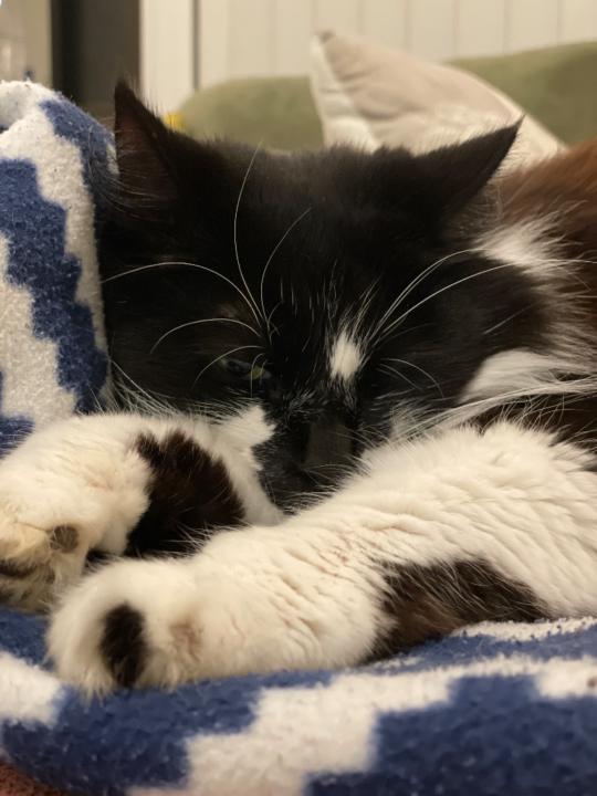 Ann Margaret Coballes