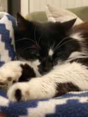 Ann Margaret Coballes