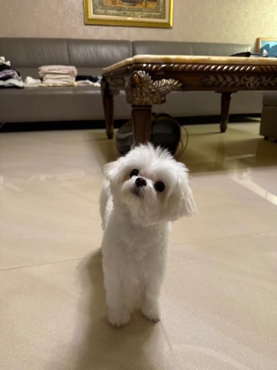 佩縉 林