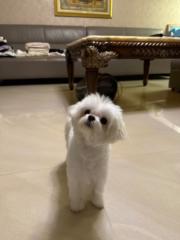 佩縉 林