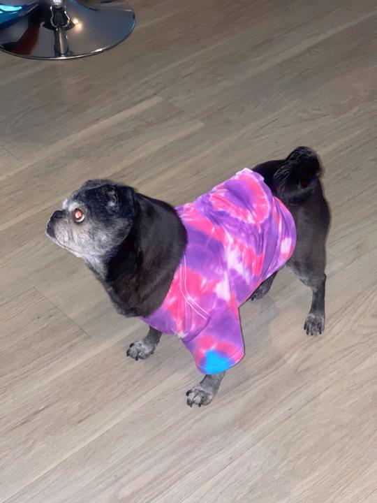 Sweet Furbaby Snugglers