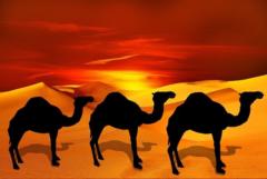 Saleem Alharbi