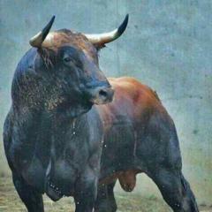 Crypto Bull