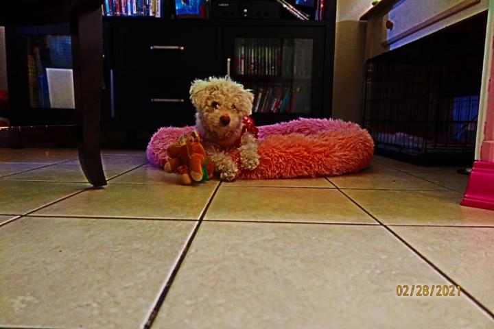 Eliy Pinkus