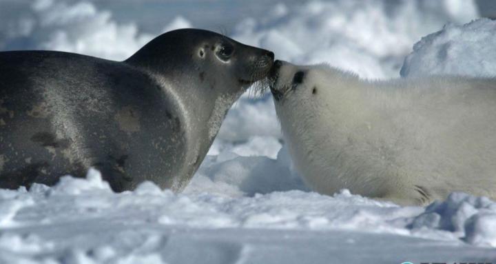 Pinnipeds - Save our Seals