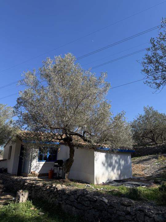 Coffe hour today from the Spanish Olive Tree garden 