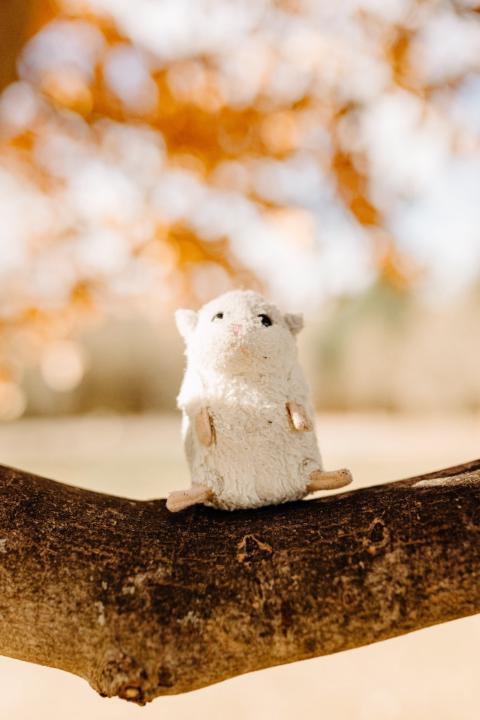 Matthew Van Steenkiste