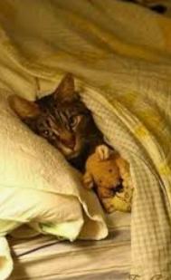 Miguel María Mochales