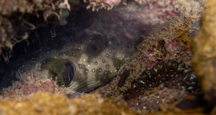 Vietnam Underwater Photography
