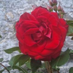 Claire Simpson Simpson