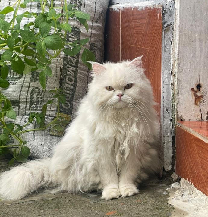 Misael Zapata vanegas