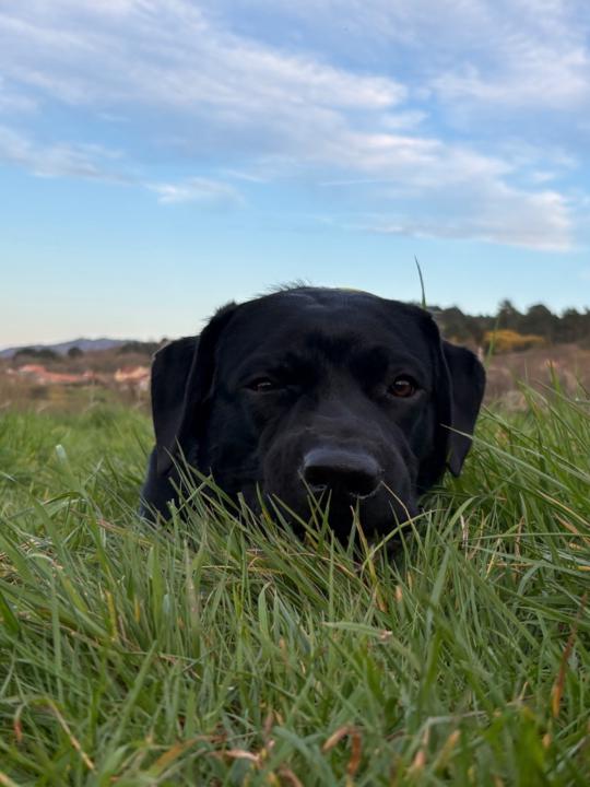 Brais Osorio garcia
