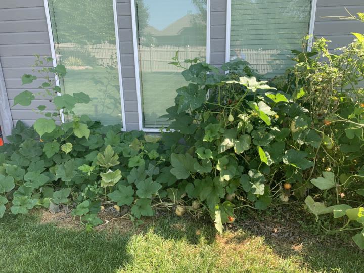 Vines everywhere!