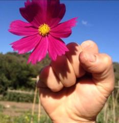 Yoh de Campo