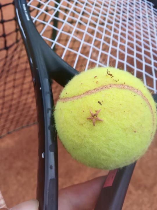 Vladimir Georgijevski