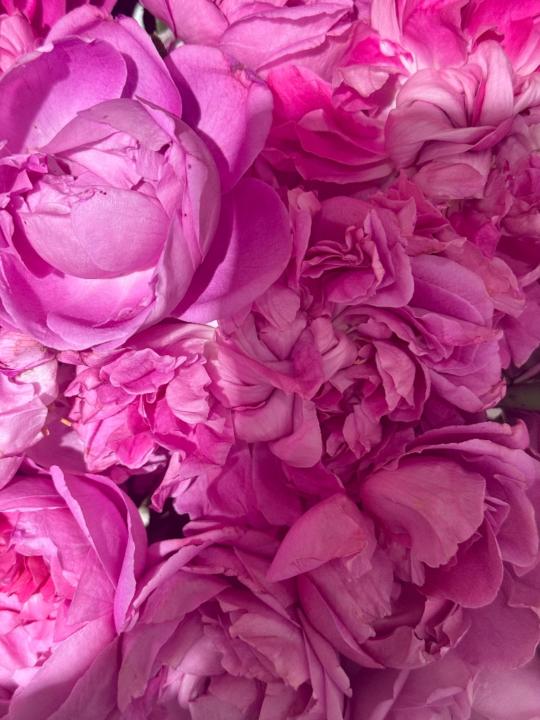 Diyorakhon Mansurova