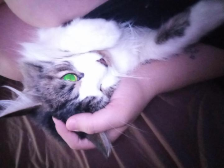 Brook Love
