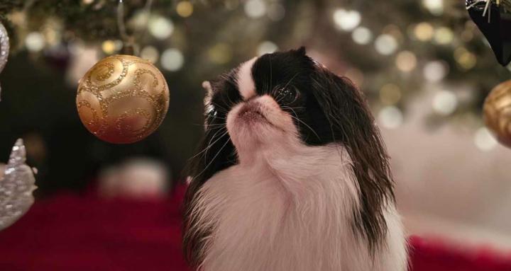 Japanese Chin Lovers Worldwide