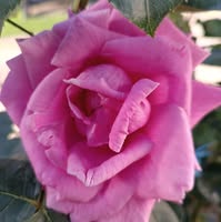 Molnar Elisabeta