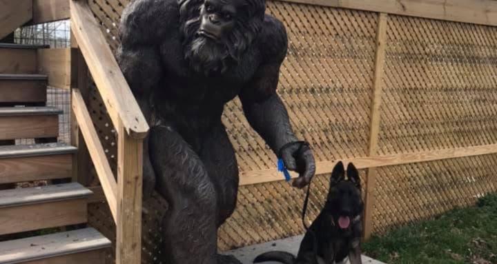 Beyond Brilliant Dog Training