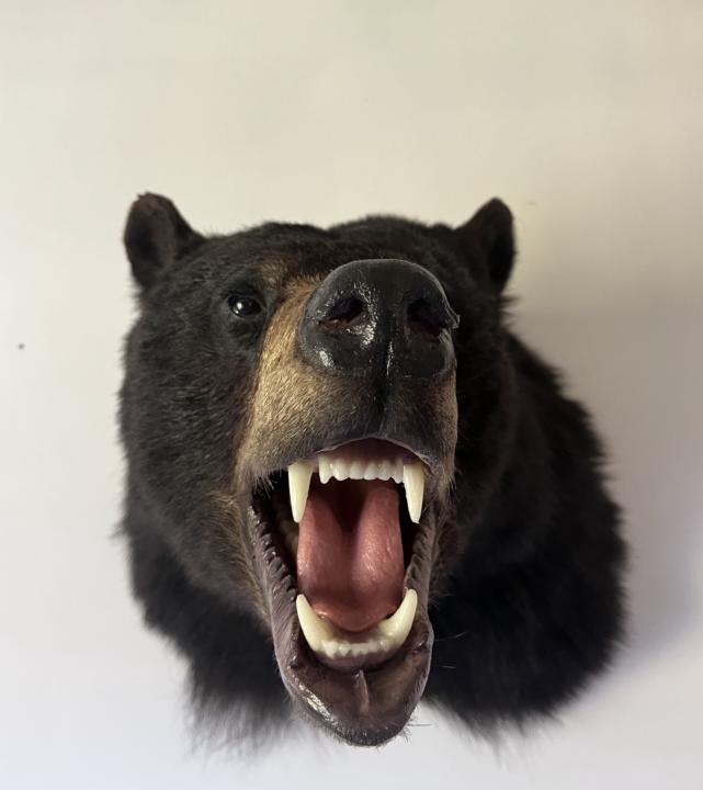 Makwa - Bear 🐻 the Native Ways