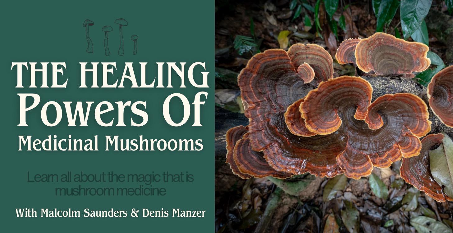 The Healing Powers of Medicinal Mushrooms