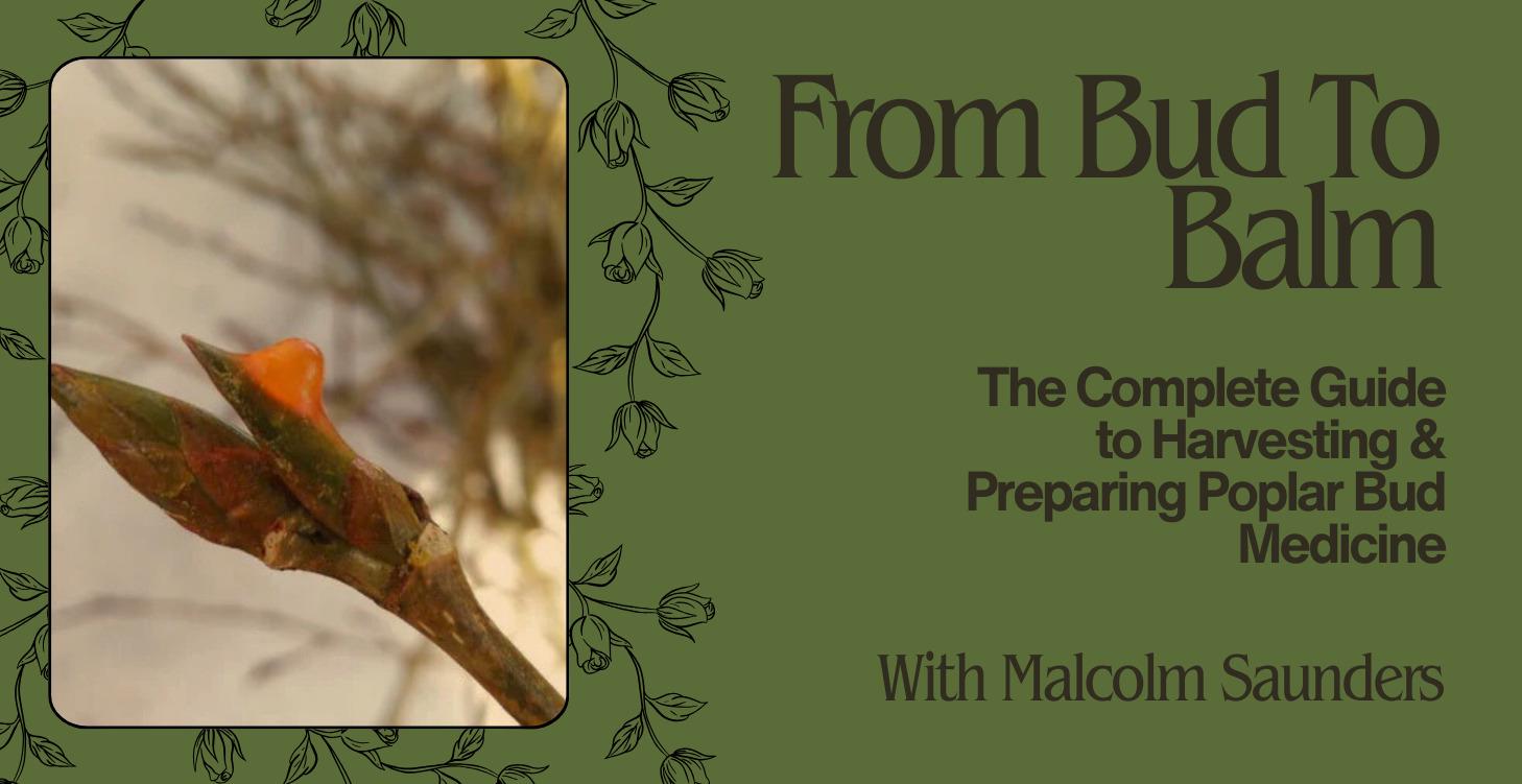 From Bud to Balm
