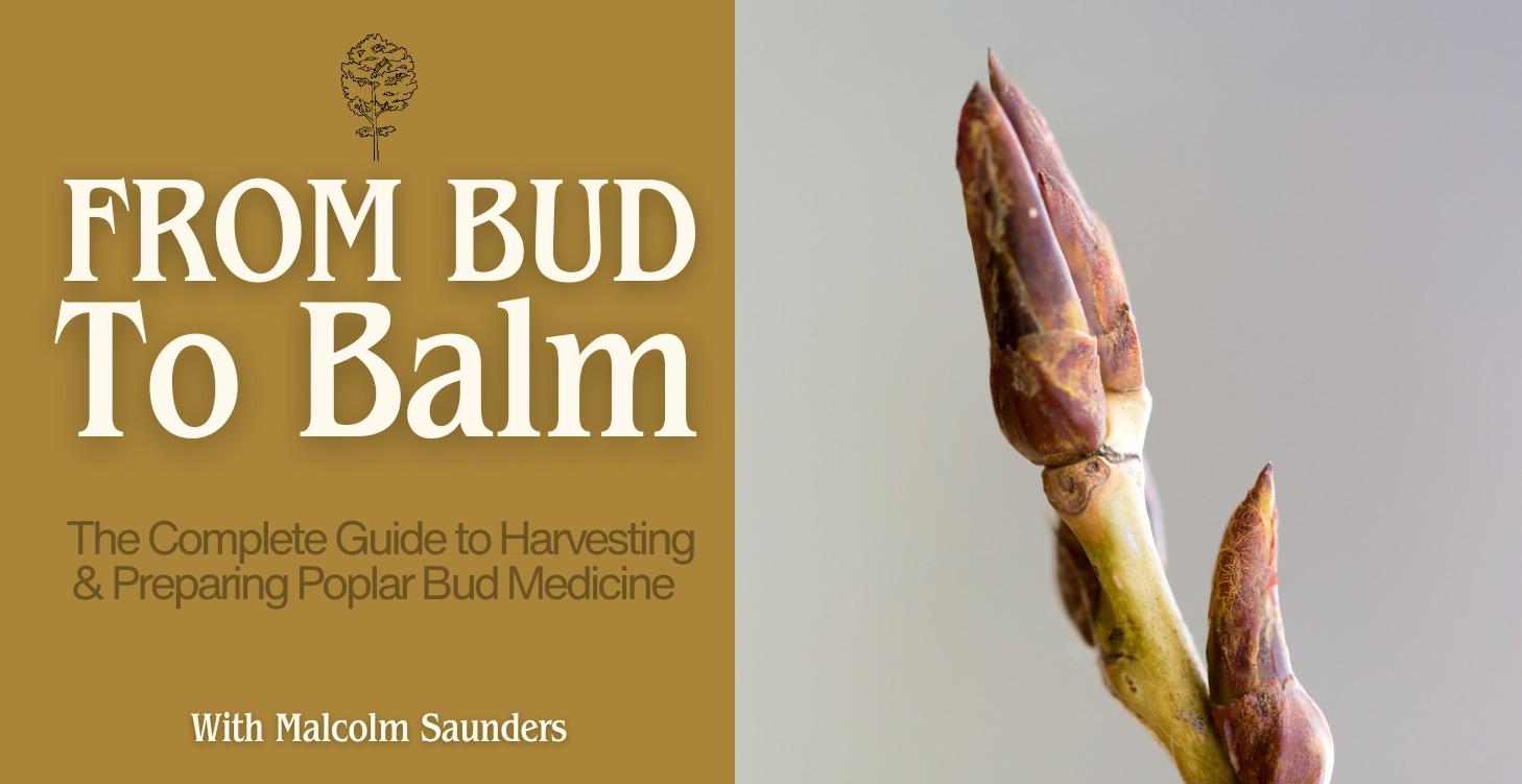From Bud to Balm
