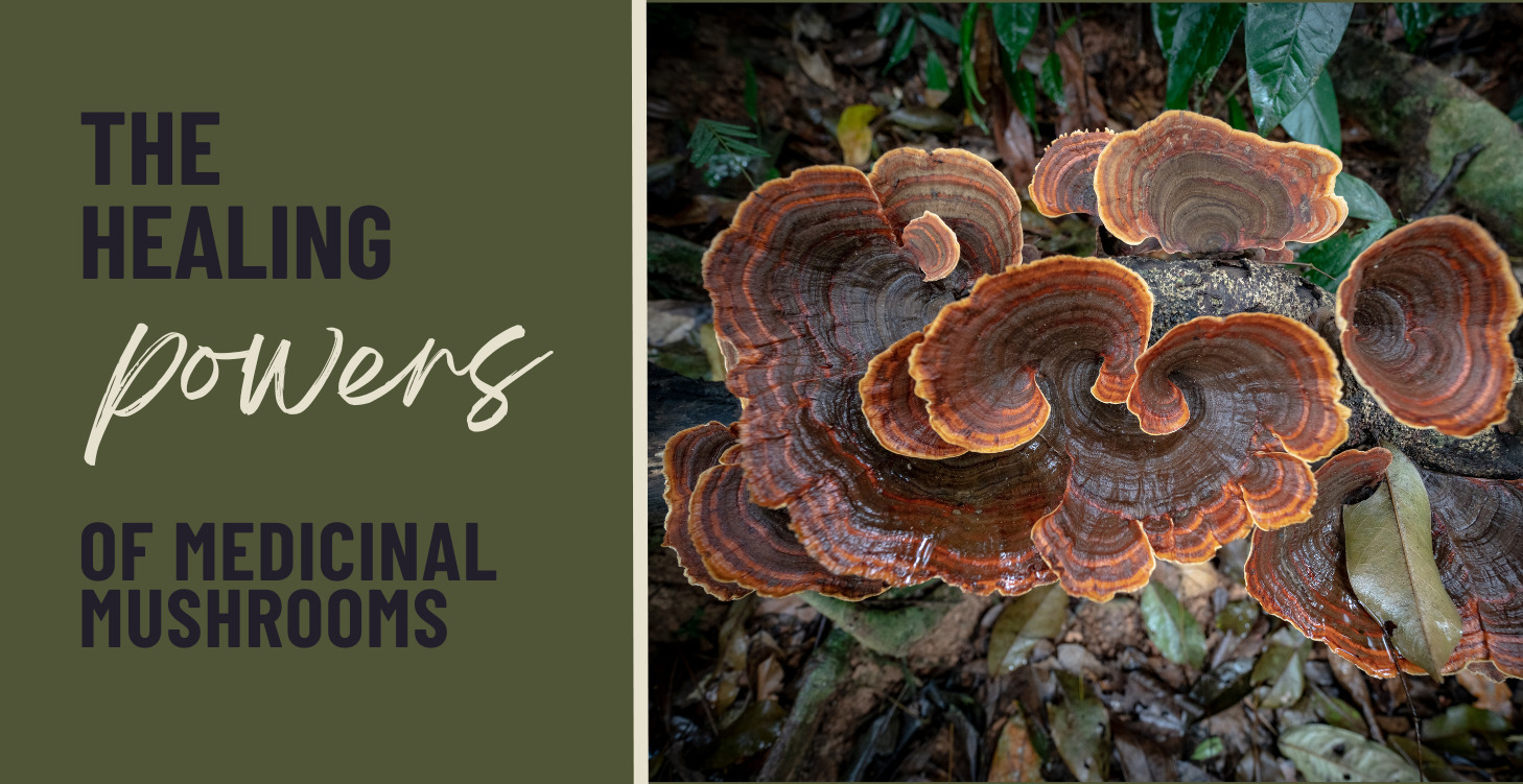 The Healing Powers of Medicinal Mushrooms