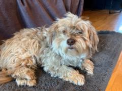 Marie-Claire Deschênes