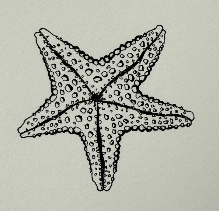 Inktober 7: Starfish