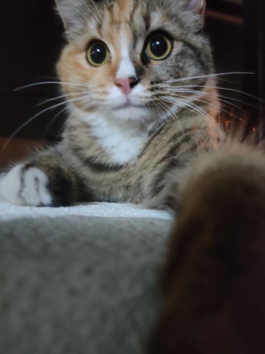 Syaqeera Hafiz