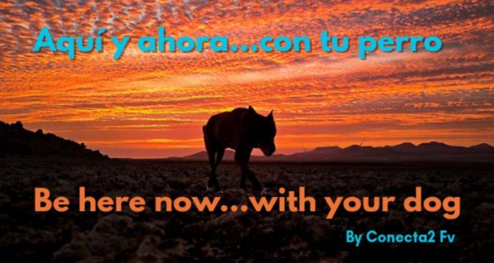 Be here now...With your dog