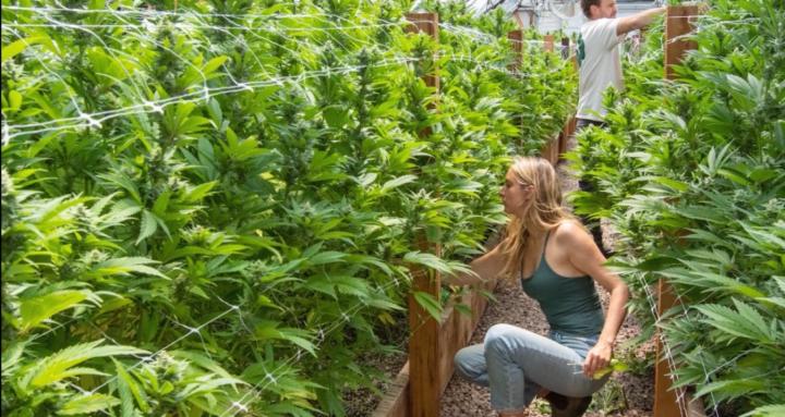 Learn how to Grow Cannabis! 