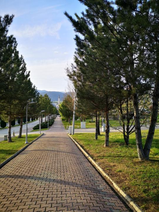 Safa Alcamus