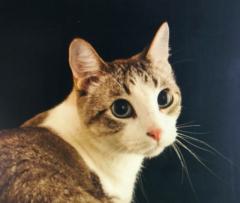 D U