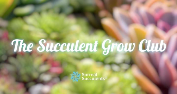 The Succulent Grow Club