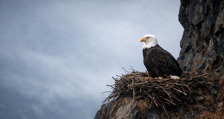 The Eagle's Nest