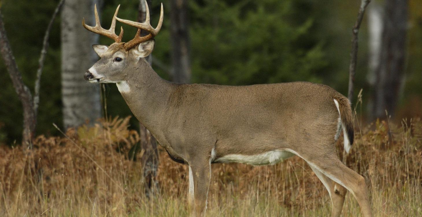 Whitetail Deer and Where to look