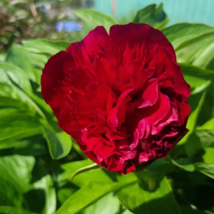 Philippa Manningsmith