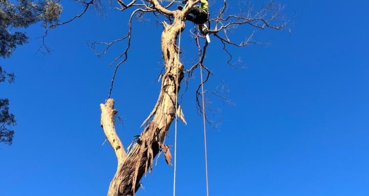 Learn to be an Arborist