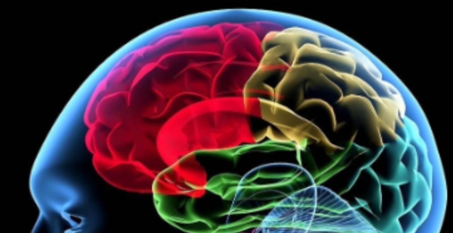 Understanding the Brain