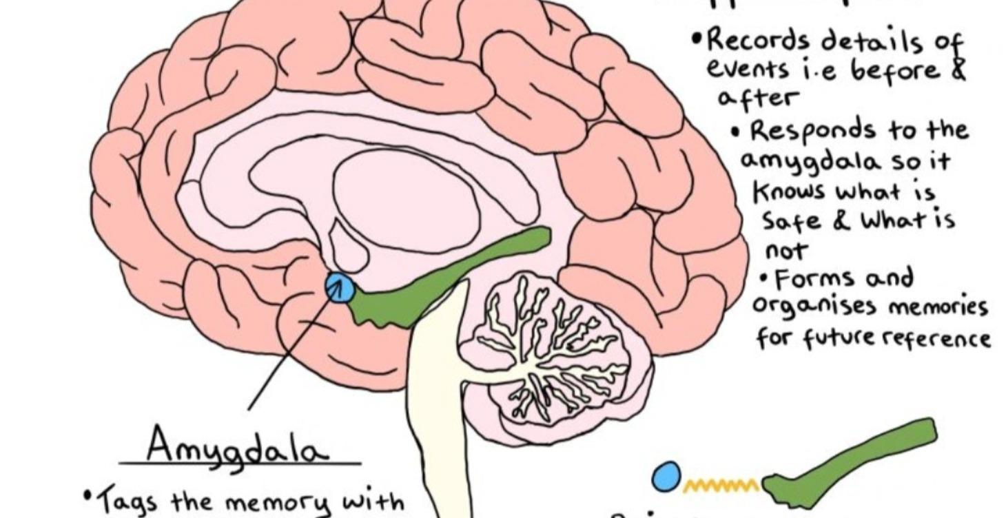 The Brain During Trauma