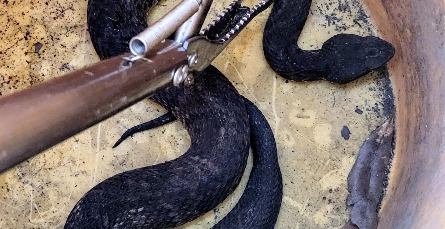 Louisiana Snake Misidentification Prevention