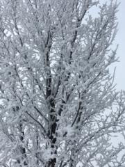 Crisel Rivas Cabrices