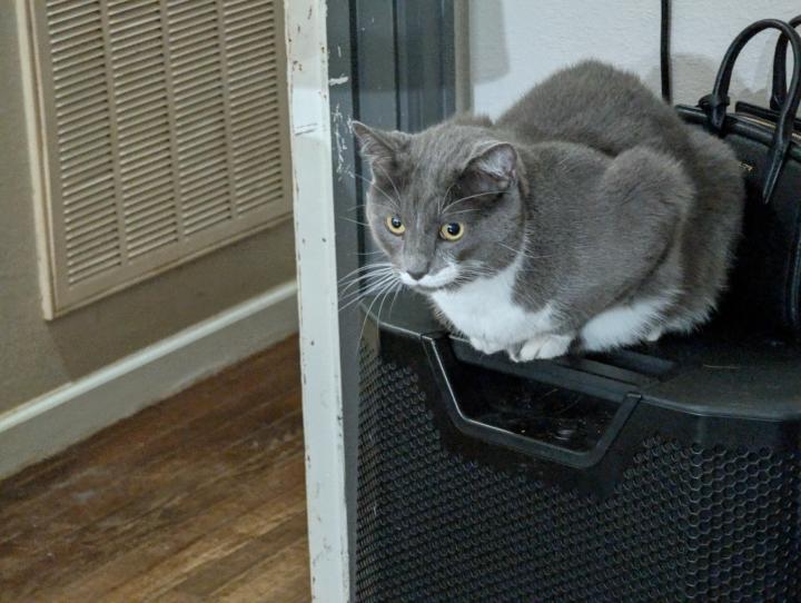 Just Monika