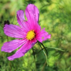 Ruth Sharon Oppermann