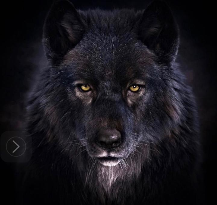 Wolf Shlagman
